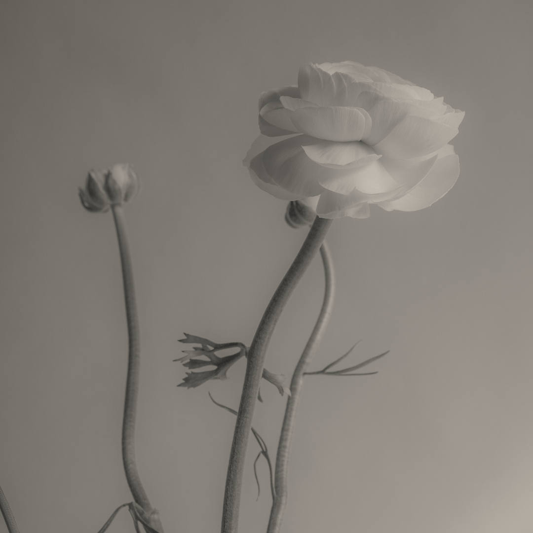 fuleri elegance meets purpose